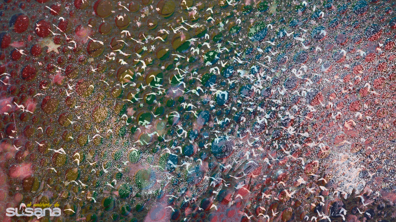 Montaje de Susana: Mi brindis