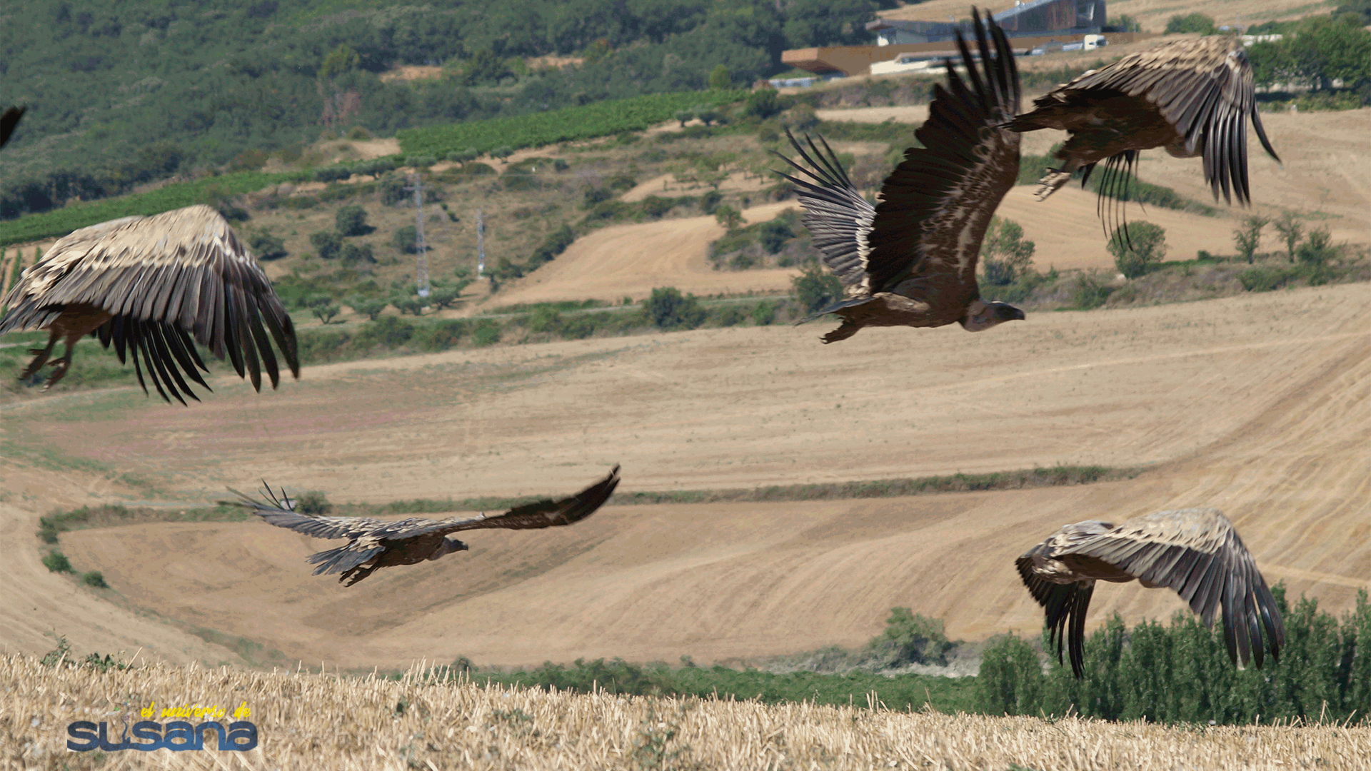 Foto de Susana: Buitres en el muladar de Zurukuain 