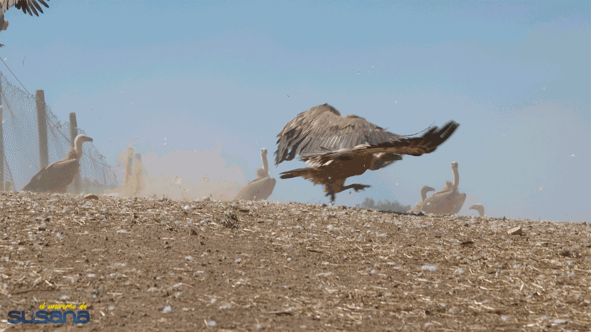Fotode Susana: Despegando